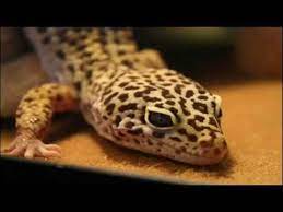 How To Take Care Of A Leopard Gecko That Won T Eat Leopard Gecko Gecko Insect Photos