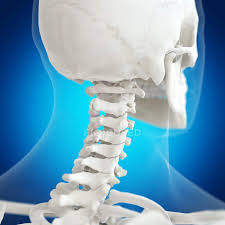 The atlas is the topmost vertebra and, with the axis (the vertebra below it), forms the joint connecting the skull. Digital Illustration Of Atlas Bone In Human Skeleton Backache Anatomy Stock Photo 243609426