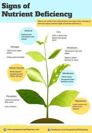 top result plant nutrient deficiency symptoms chart new