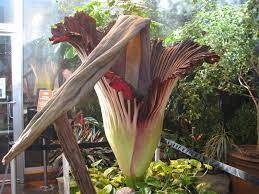 Mortician Confirms Corpse Flower Smells Like Death