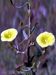 Image result for Xenostegia tridentata