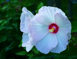 Browse 21,377 hibiscus stock photos and images available, or search for hibiscus pattern or hibiscus vector to find more great stock photos and pictures. Free Stock Photo Of White Hibiscus Flowers Download Free Images And Free Illustrations