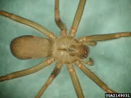 Black widow spiders are excellent at hiding in areas that are rarely frequented. Don T Panic Over Brown Recluse Spiders In Michigan Landscaping
