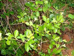 Image result for Rhoicissus digitata