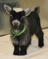 Cabrito deshuesado en su salsa, acompañado de verduras a la plancha fileteadas y verdes de estación, en san honorato. 19 Ideas De Cabras Bebes Cabras Bebe Cabras Animales Adorables