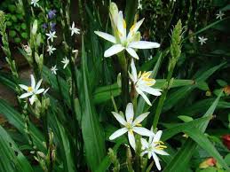 Image result for Chlorophytum bowkeri