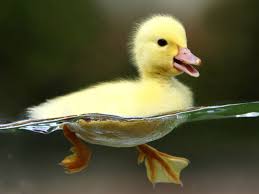 Meaning of duck in english. The Ducks File Structure For Redux By S C Barrus Medium