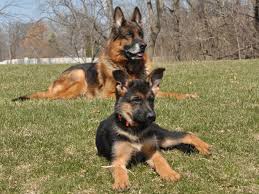 But since you waited twice that long… you better catch up and start now !!! Vollmond Breeder Of German Shepherd Puppies Dogs For Sale Chicago Illinois
