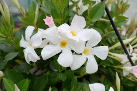 mandevilla