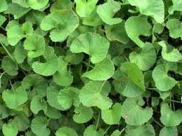 Image result for Phragmanthera edouardii