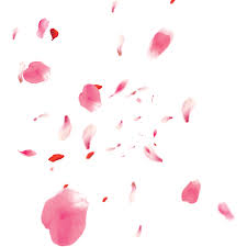 Freetoedit Ftestickers Petals Flower Flowers Br Remixit Cherry Blossom Petals Pink Watercolor Flower Watercolor Flowers