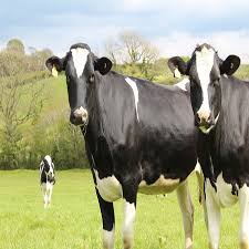 Revista digital de periodismo y crítica cultural: Todos Los Significado De Sonar Con Vacas