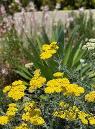 Yarrow For Low Water Gardens Yarrow Plant Low Water Gardening Plants
