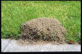 The best ways to remove ant hills from your lawn and garden. Easy Solution To Kill Ant Piles Club Soda Fire Ants Garden Fire Ant Mounds