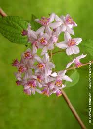 Image result for Deutzia x hybrida ′Mont Rose