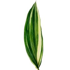 Image result for Aspidistra