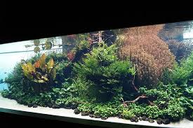 Weitere ideen zu aquarien, aquarium, terrarien. Beautiful Underwater Plants And Fish Review Of Takashi Amano Forests Underwatter At Oceanarium Lisbon Lisbon Portugal Tripadvisor
