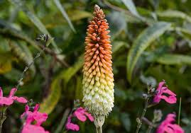 Image result for Kniphofia princeae