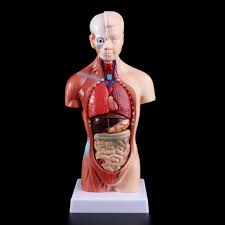 Große auswahl an torso anatomie. Livi Human Torso Body Model Anatomy Internal Organs For Teaching Shopee Malaysia