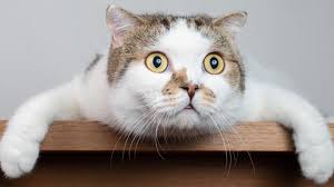 118 halloween trivia questions & answers + fun facts (2021) september 23rd, 2021. Fun True Or False Cat Quiz International Cat Day Cbbc Bbc