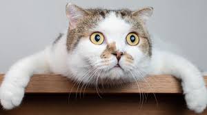 When people refer to big cats, they're usually talking about lions, tigers, jaguars and leopards. Fun True Or False Cat Quiz International Cat Day Cbbc Bbc