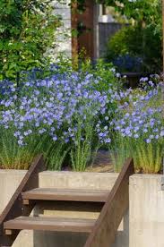Washington dc / capitol koa holiday is located in millersville, maryland and offers great camping sites! 950 Blue Purple Flowers Ideas In 2021 Purple Flowers Flowers Blue And Purple Flowers