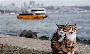 Gambar kucing imut dan lucu. Gambar Kucing Lagi Sedih 50 Gambar Kucing Lucu Dan Imut Sedunia Kucing Co Id Kumpulan Gambar Kucing Lucu Dan Imut Gatos Loucos Animais Bonitos Gatos Bonitos