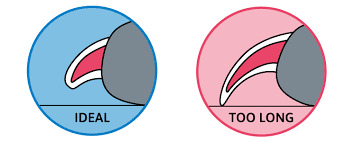 Occupational therapists can address tolerance for nail trims on children's finger and toenails. How To Trim Dog Nails Safely Dog Nail Trimming Guide Tractive Blog