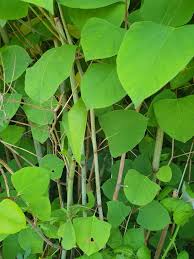 Image result for Fallopia