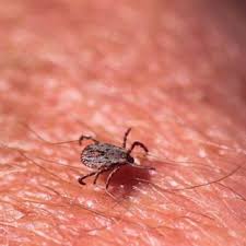 Common pest flies found in the urban/rural environment and their biological control agents. Pdf Promoting Biosecurity Through Insect Management At Animal Facilities