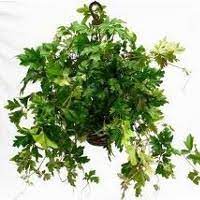 Le piante grasse pendenti richiedono. 5 Piante Ricadenti Da Appartamento Orto24