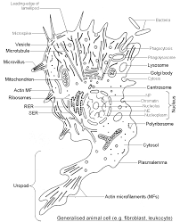 We did not find results for: Cell Structure