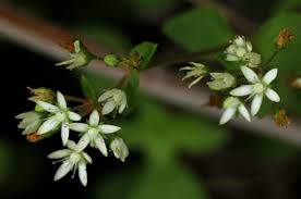 Image result for Crassula alticola