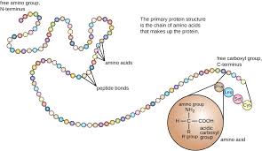 Dna is biologically unique in several ways. Ch103 Chapter 8 The Major Macromolecules Chemistry