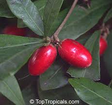 Image result for Synsepalum