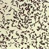 Perfringens can be found on raw meat and poultry, in the intestines of animals, and in the environment. 1