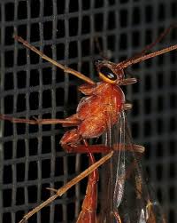 Big Black Bug That Looks Like A Wasp Bug Of The Day Wasp Simple Eye Two By Two