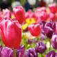 CANBERRA FLORIADE — Langley's Coaches event image