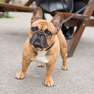 French Bulldog Facts - Wisdom Panel™ Dog Breeds