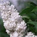 The flower clusters can measure up to 10 long. Buy Beauty Of Moscow Lilac Tree Online Free Uk Delivery Free 3 Year Limited Tree Warranty