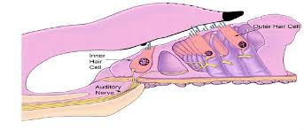 The hair cells turn the fluid pressure and other mechanical stimuli into electric stimuli via the many microvilli. Human Ear And Inner Hair Cell Ihc And Outer Hair Cell Ohc The Download Scientific Diagram
