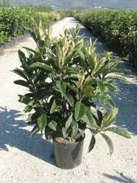 Image result for Eriobotrya