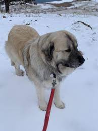 Both breeds are large, and they were originally bred for use as livestock guardians. Kangal Dog Livestock Guardian Dog Breeds Great Pyrenees