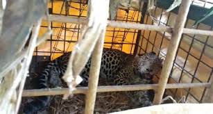 Ramalan shio macan tahun 2020 menyatakan bahwa bintang anda akan kembali bersinar, setelah. Di Ciamis Macan Tutul Hutan Gunung Sawal Diincar Lalu Dijebak