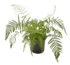 Image result for Pityrogramma