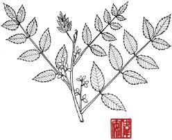 Image result for Brucea antidysenterica