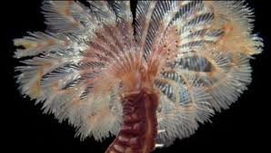 Image result for Polychaeta spp.