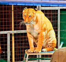 Following the prime minister's update on the 4th january we are sad to confirm that the big cat sanctuary will be temporarily closed for experiences until at least the 15th. Liger At Big Cat Habitat Gulf Coast Sanctuary Florida Usa Liger Zoos