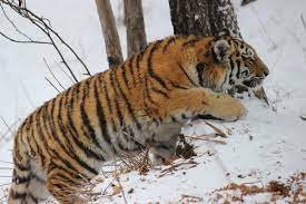 Amur Tigers: How They Choose Where And What To Eat | Oikos Journal