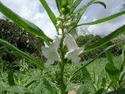 Sesame Plant Ayakkaranpulam Tamilnadu India Plants Village Picnic